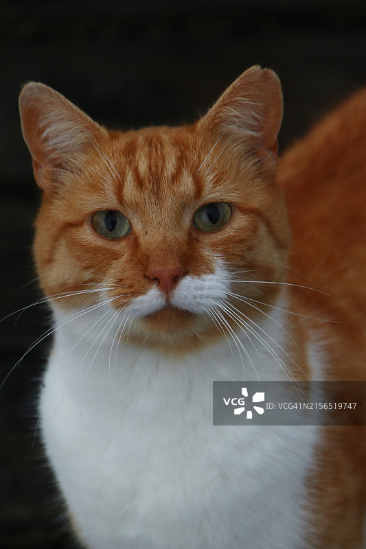 猫特写图片素材