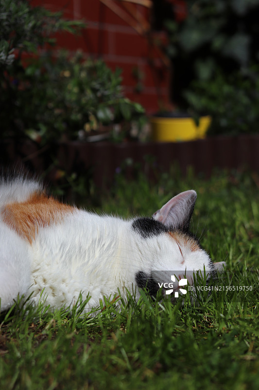猫咪在草地上的特写图片素材