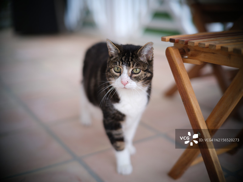 猫的特写肖像，法国图片素材