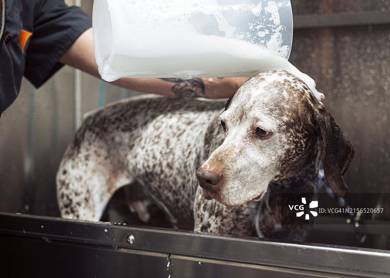 德国短毛犬特写，华盛顿州伊萨夸，美国图片素材