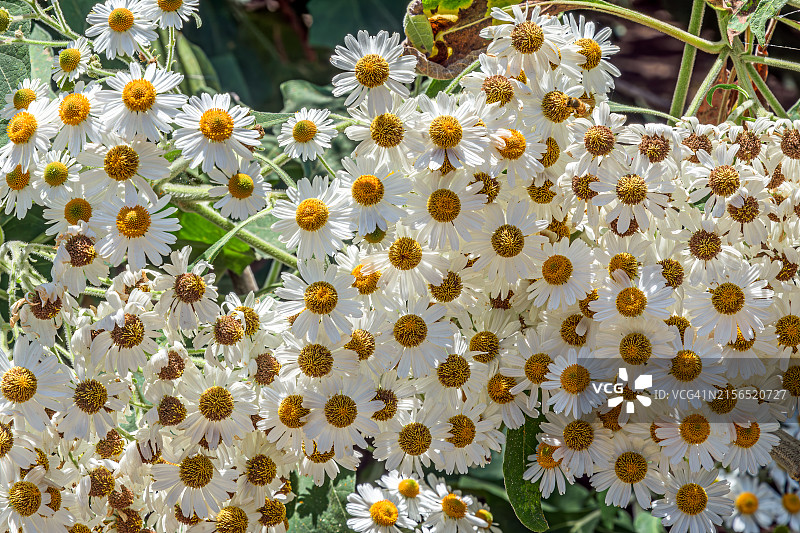 美国加利福尼亚州富勒顿的白色开花植物特写图片素材