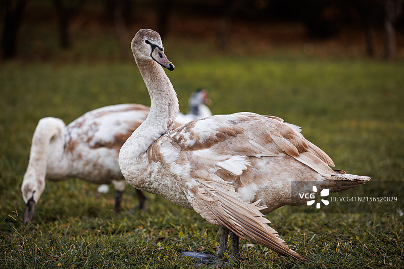 原野上的大天鹅特写图片素材