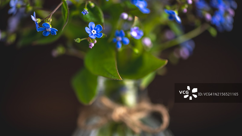 紫色开花植物特写图片素材