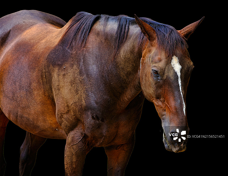 美国新泽西州纯种马特写图片素材