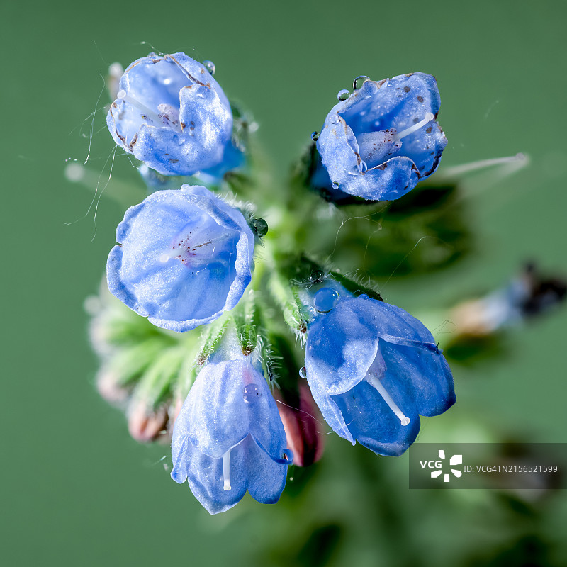 乌克兰敖德萨紫色植物特写图片素材