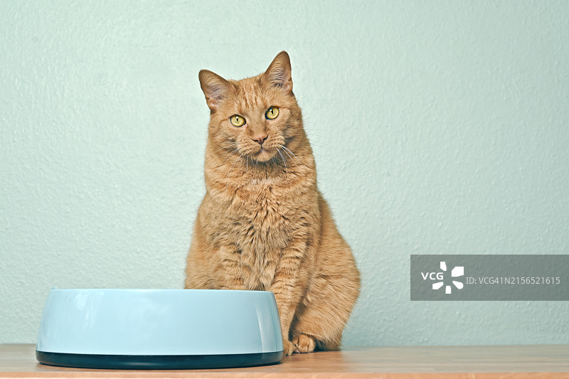 猫咪坐在德国桌子上的肖像图片素材