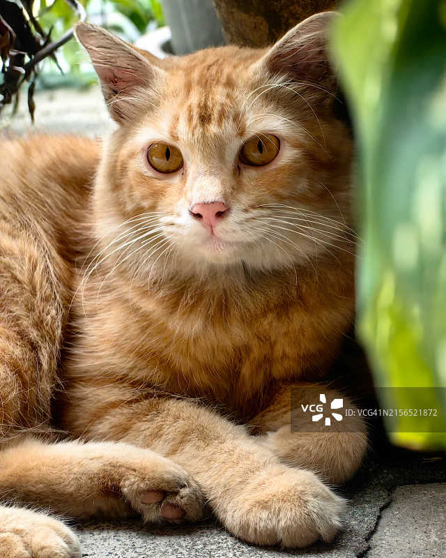 猫咪特写，八打灵再也，雪兰莪州，马来西亚图片素材