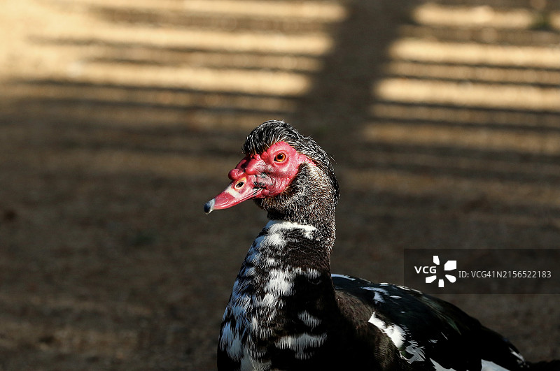火鸡特写图片素材