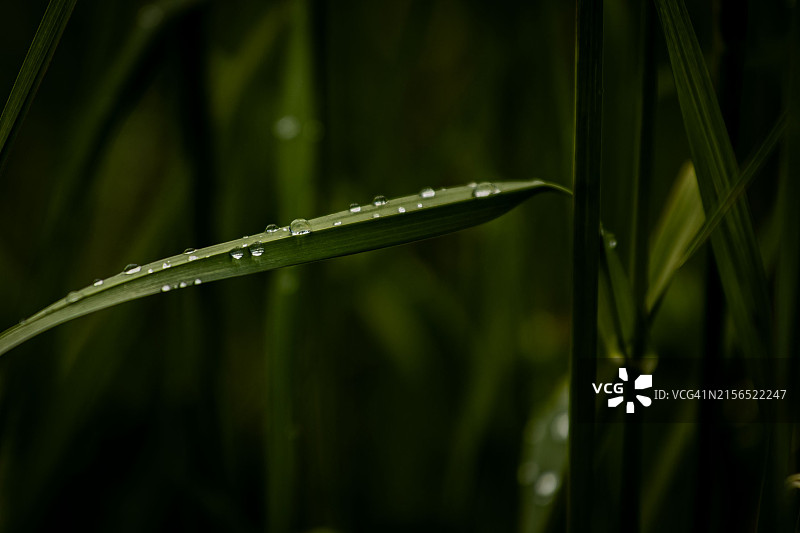 德国奥伦多夫的湿草特写图片素材