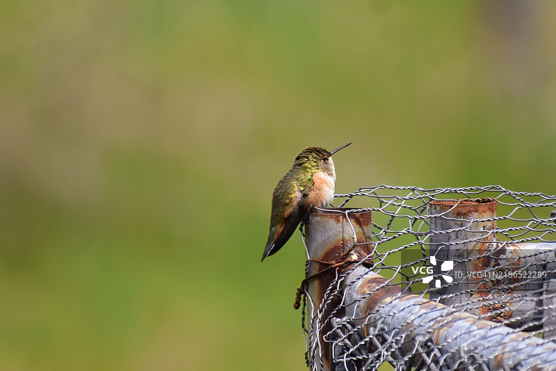 蜂鸟栖息在栏杆上的特写，美国蒙大拿州图片素材