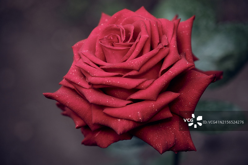 湿玫瑰特写图片素材