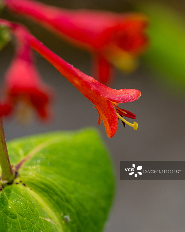 红色花朵特写，美国俄勒冈州尤金图片素材