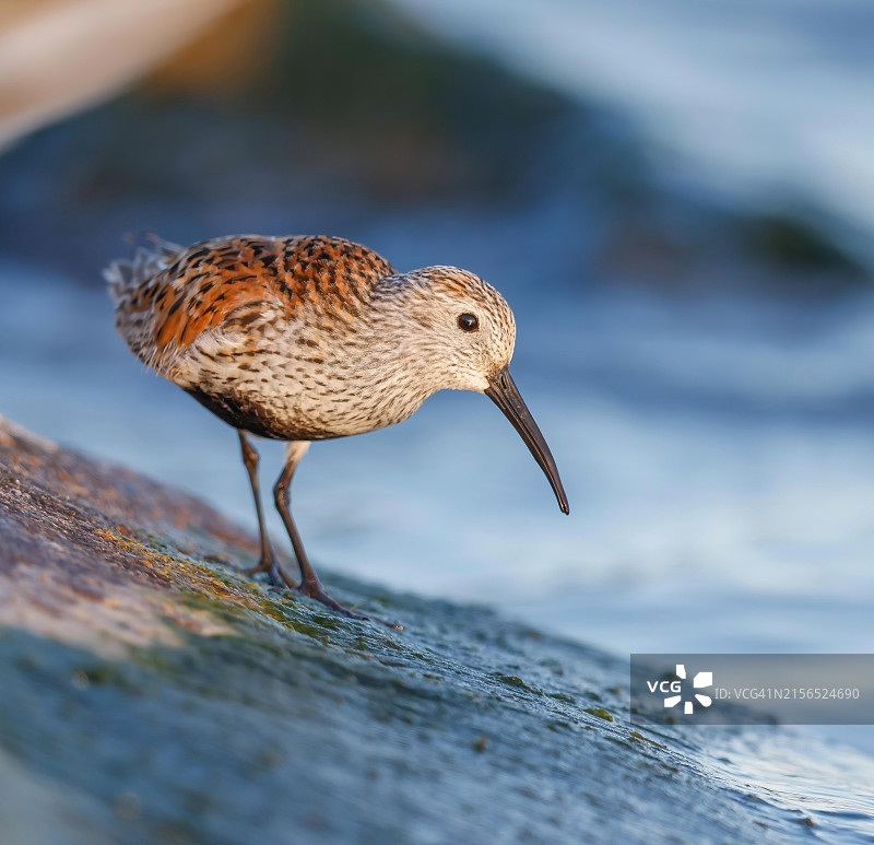 近距离拍摄栖息在岩石上的矶鹬图片素材