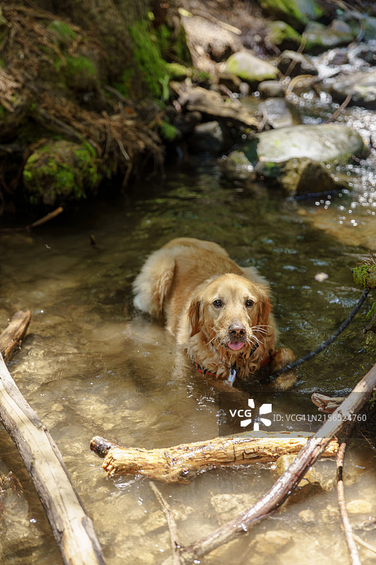 水中金毛猎犬肖像，美国加利福尼亚州萨拉托加图片素材