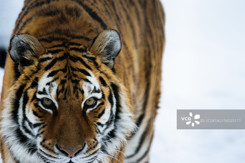 老虎特写图片素材