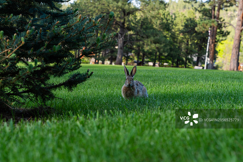 草地上的棉尾兔特写，美国南达科他州拉皮德城图片素材