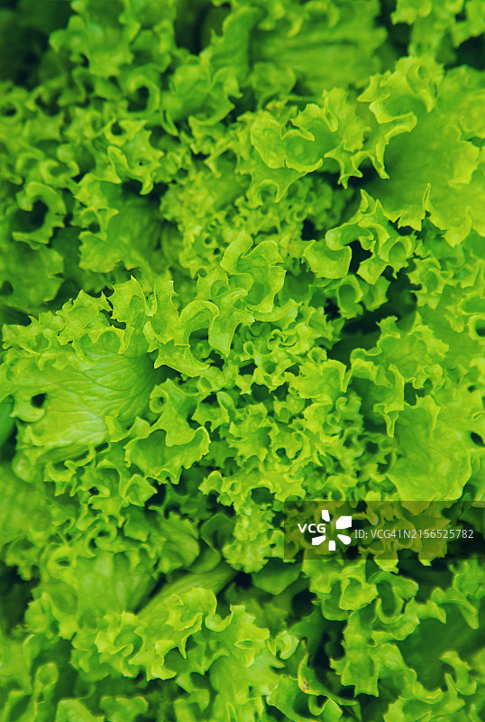 生菜特写图片素材