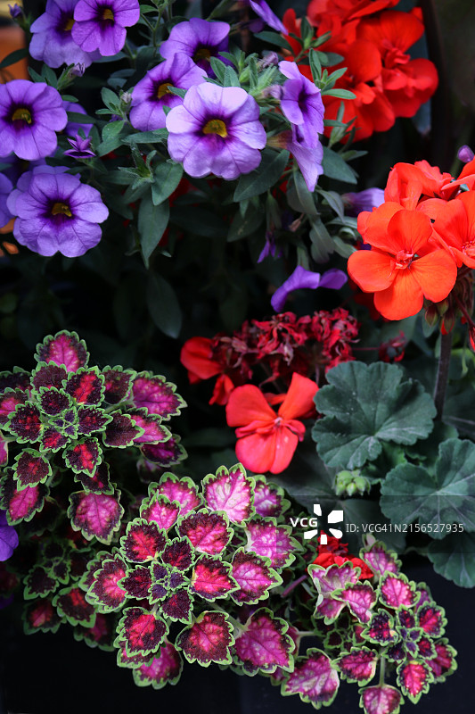 绚丽的夏日花园图片素材