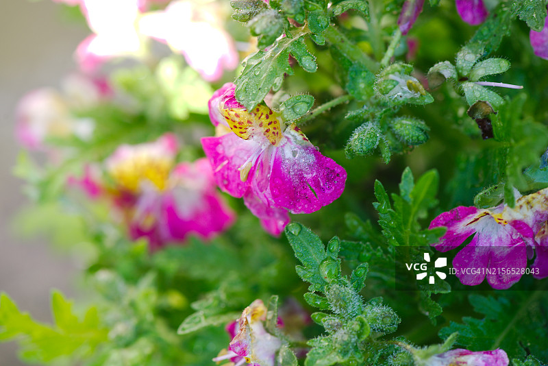 粉色开花植物特写图片素材