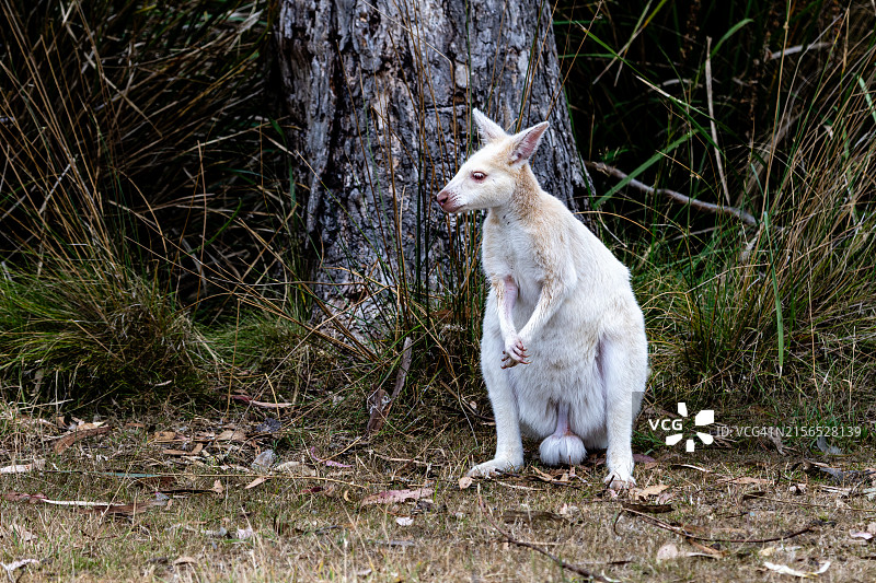 田野上兔子的特写图片素材