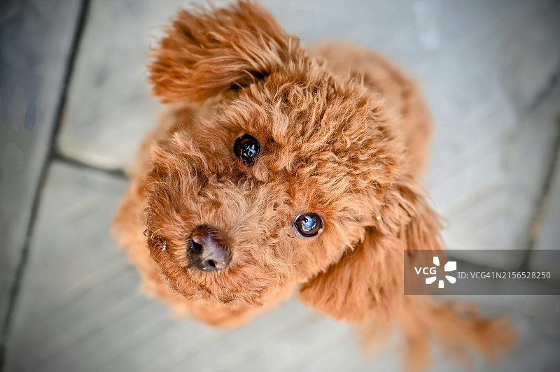玩具贵宾犬特写图片素材