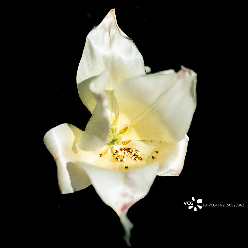 花朵在黑色背景下的特写图片素材