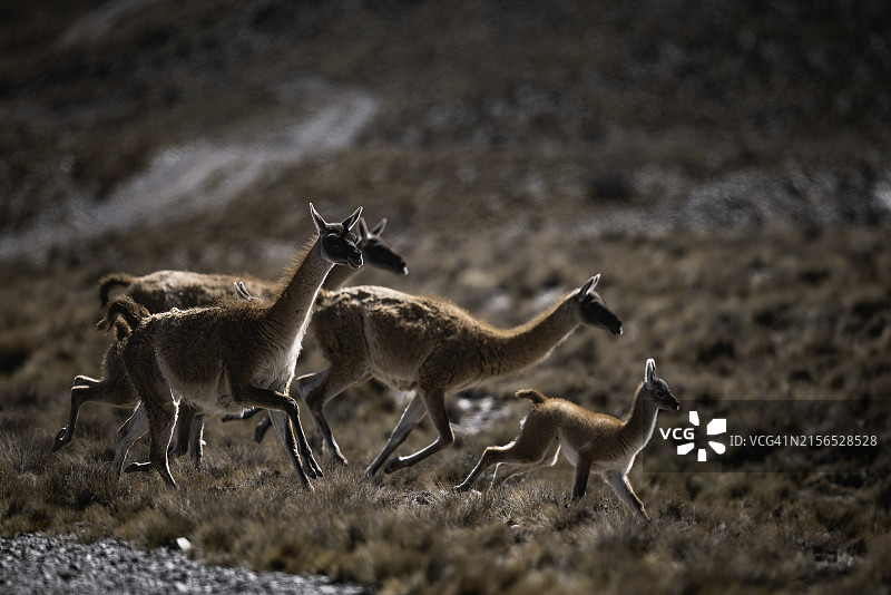 鹿在田野上行走的侧视图图片素材