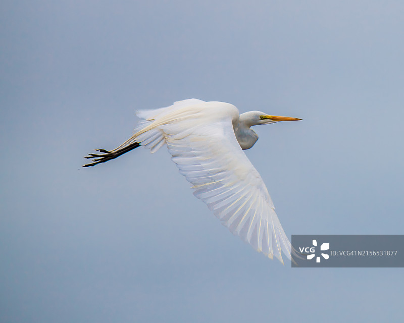 低角度拍摄的飞翔的白鹭，美国弗吉尼亚州图片素材