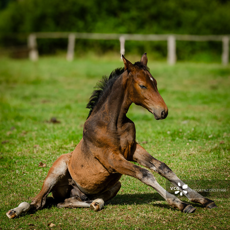 纯种马肖像图片素材