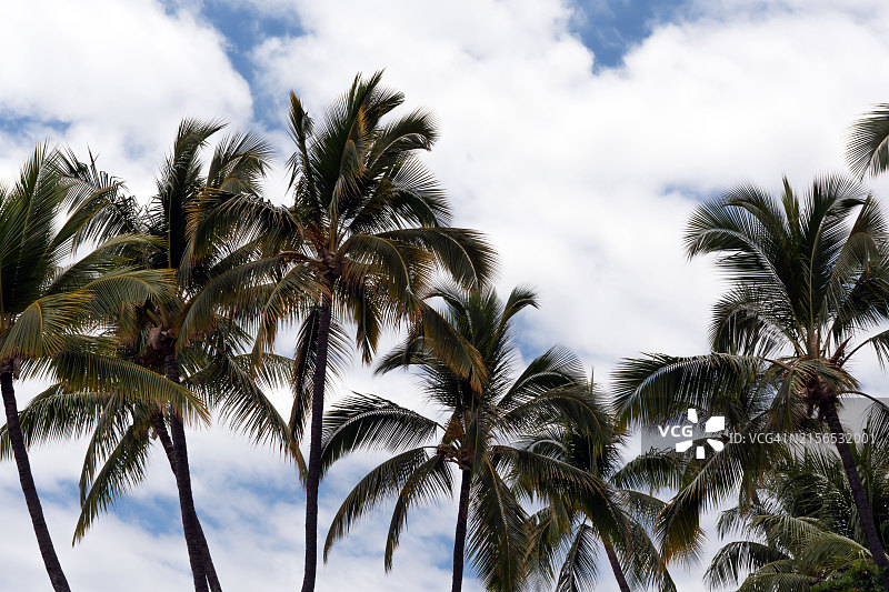 天空背景下的棕榈树的低角度视图，夏威夷，美国图片素材