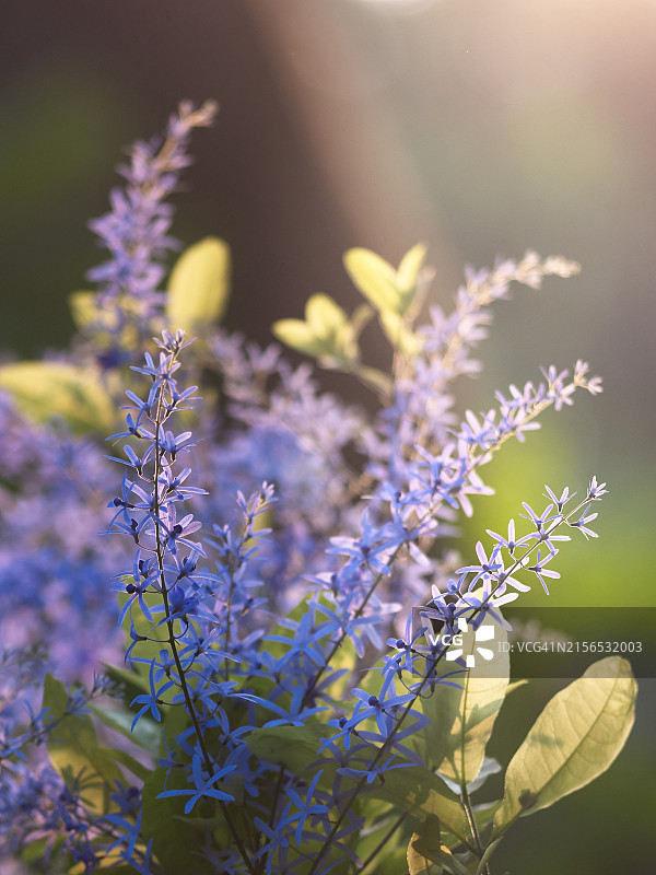紫色开花植物特写图片素材