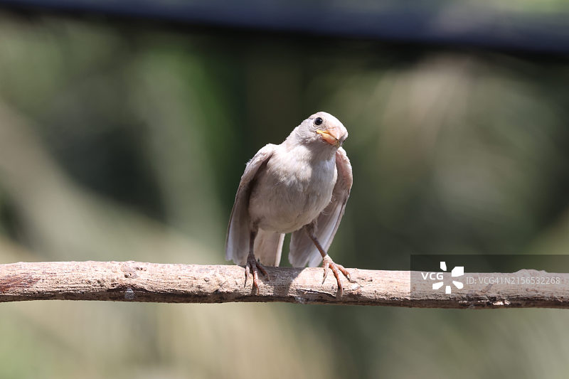 鸣禽栖息在树枝上的特写图片素材