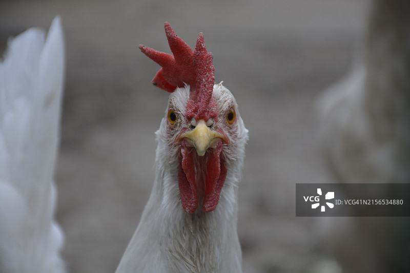 俄罗斯公鸡特写图片素材