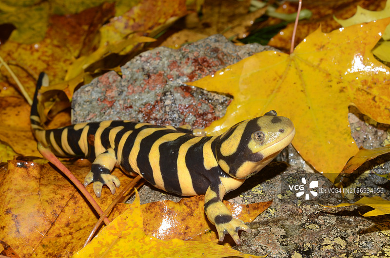 树叶上的蜥蜴特写图片素材