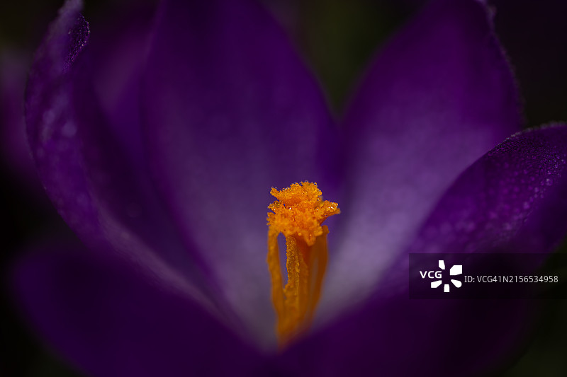 紫色番红花特写图片素材