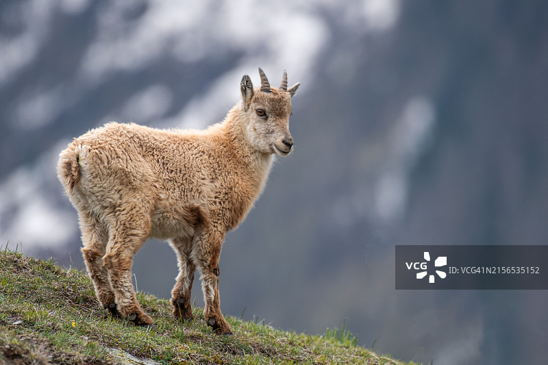 鹿站在田野上的肖像图片素材