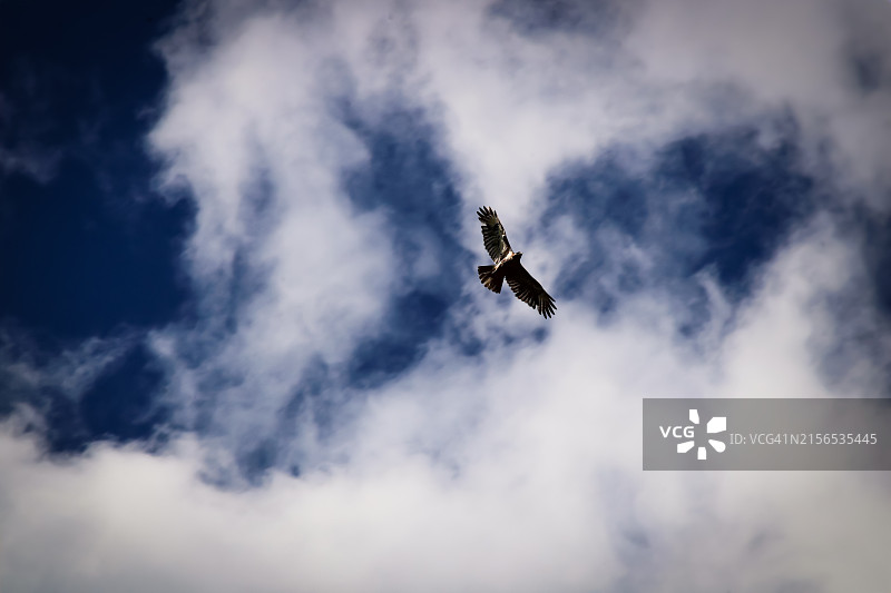 低角度拍摄猛禽飞过美国北卡罗来纳州上空图片素材