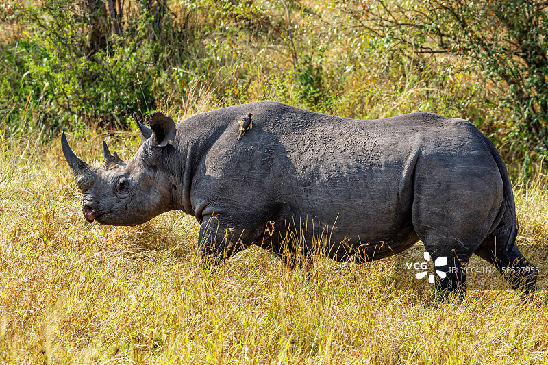 荒野中与红嘴牛椋鸟同行的黑犀牛图片素材