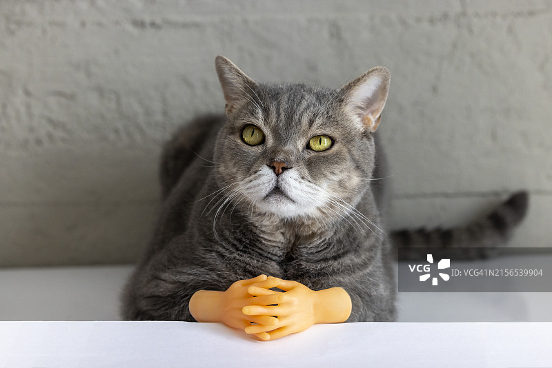 可爱的灰色短毛英国猫特写与玩具小手图片素材
