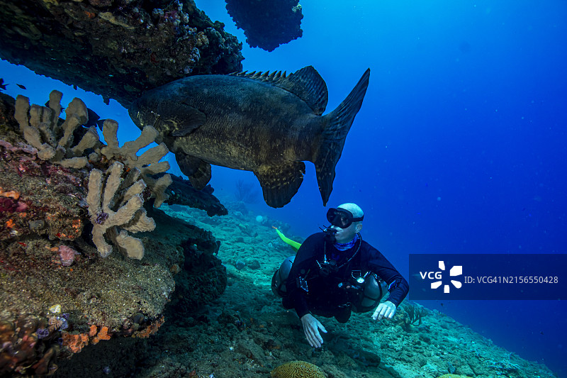 歌利亚石斑鱼图片素材