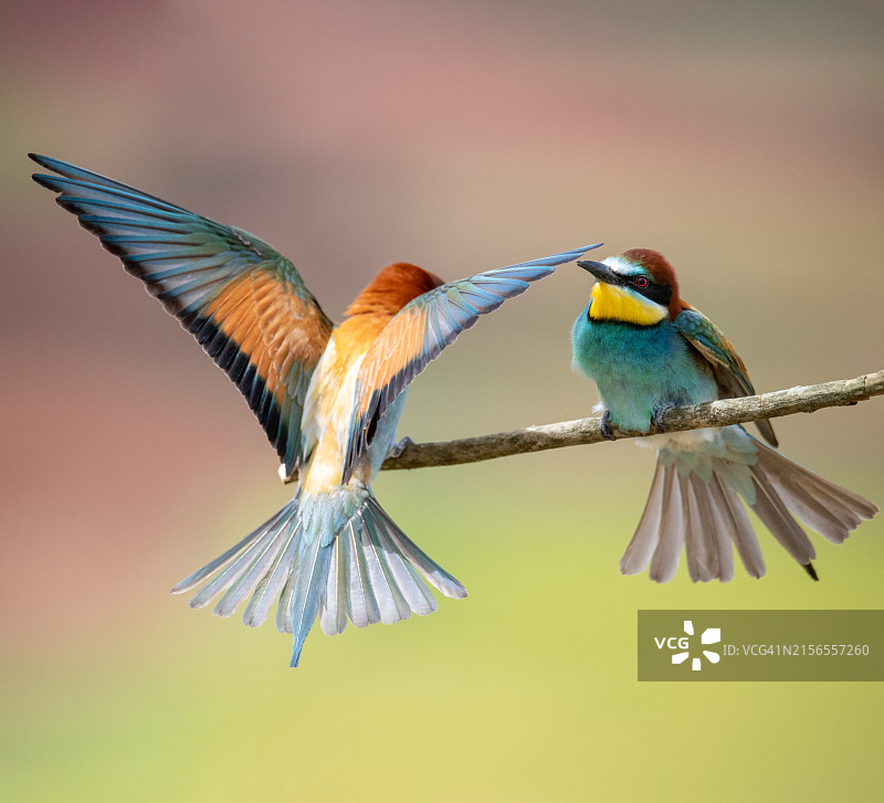 求偶期：蜂虎带着昆虫来到伴侣等待的树枝上图片素材