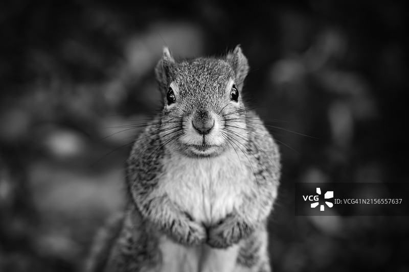 松鼠看向镜头图片素材