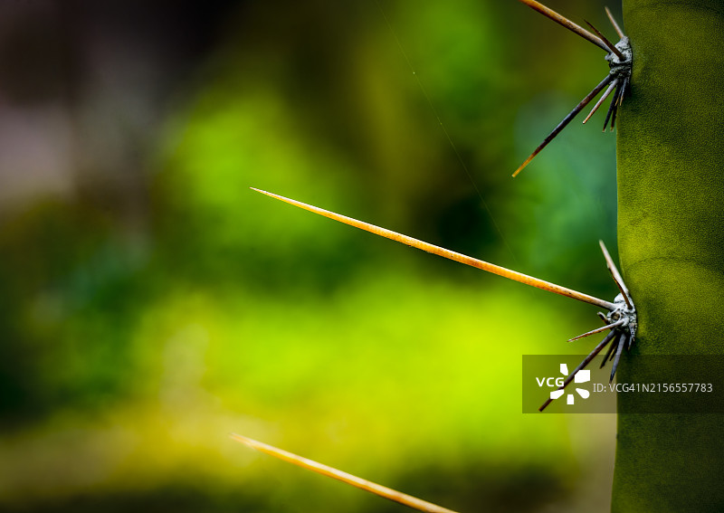 大型仙人掌刺图片素材