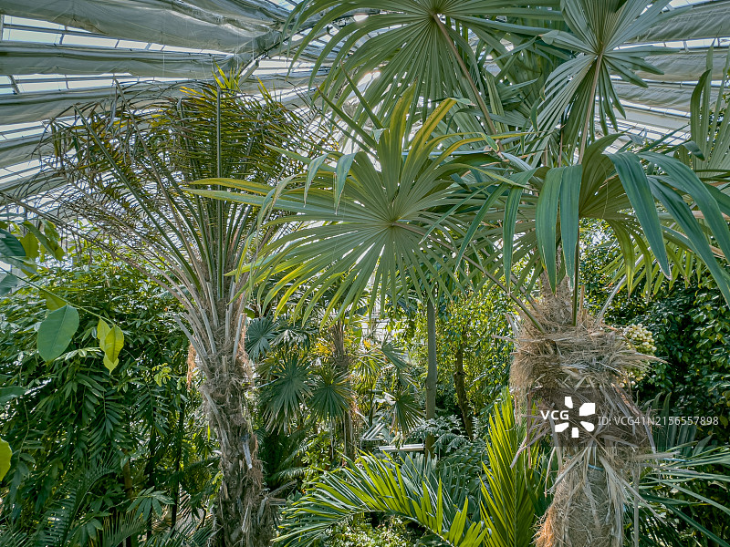 种植热带植物的温室图片素材