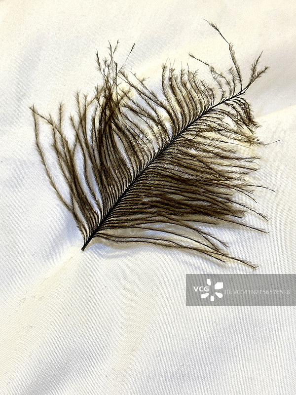 鸵鸟羽毛图片素材