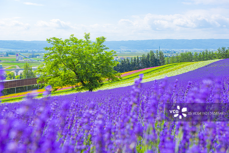 夏天，日本北海道富良野富田农场Irodori田的彩色鲜花和薰衣草田图片素材