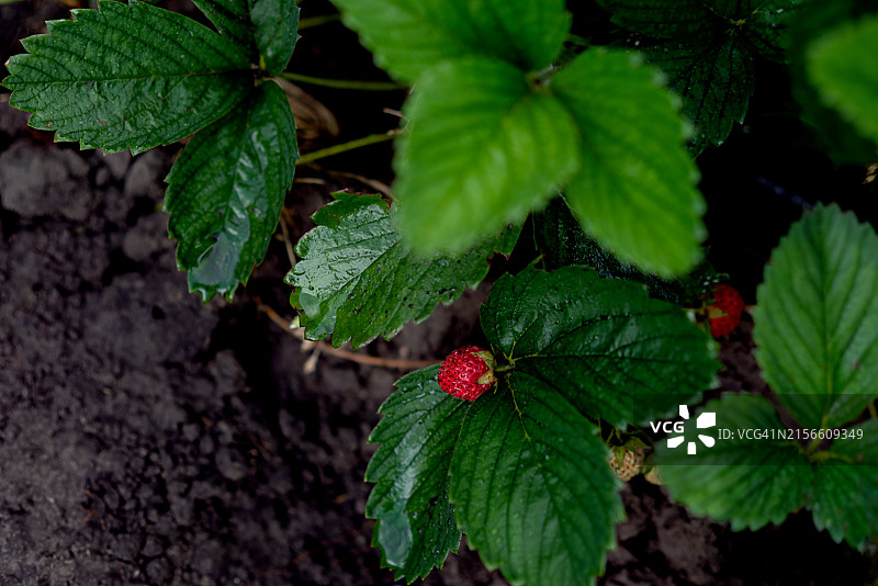 花园里生长的有机草莓采摘图片素材