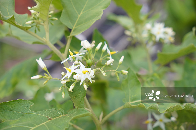 Solanum torvum，豌豆茄图片素材