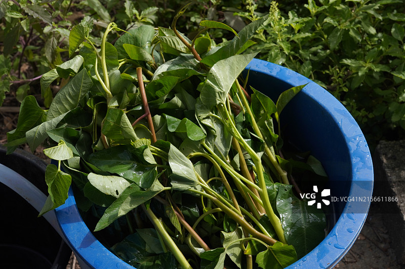 空心菜菜苗图片素材