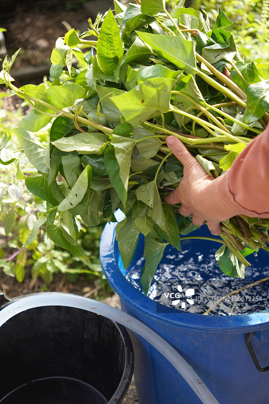 空心菜菜苗图片素材
